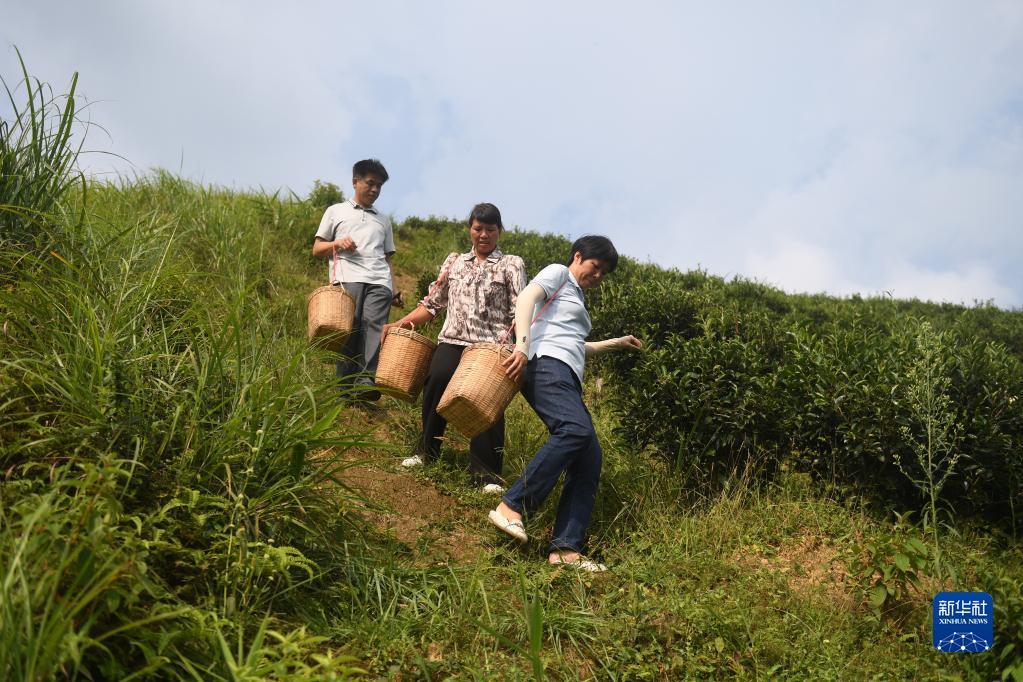 在廣西蒼梧縣六堡鎮(zhèn)山坪村，祝雪蘭（前）和村民采茶后走下茶山（2022年9月22日攝）。新華社記者 陸波岸 攝